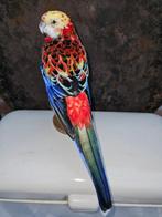 Couleur rouge tachetée splendide du rosella. Support de, Nieuw