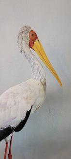 Yellow-billed Stork - Taxidermie volledige montage -