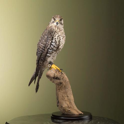 Hybride Valk Taxidermie Opgezette Dieren By Max, Collections, Collections Animaux, Enlèvement ou Envoi