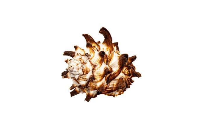 extreem groot $$$$ turban vaas Skelet - Vasum turbinellus -, Verzamelen, Dierenverzamelingen