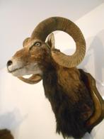 Trophée de chasse, Nieuw