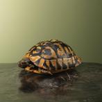 Tortue Support de corps entier pour taxidermie -, Verzamelen, Nieuw