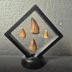 Dinosaure Dent - Mosasaurus - 11 cm - 11 cm - 7 cm - (4)