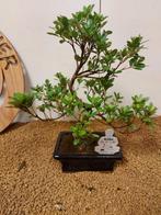 Azalea bonsai (Rhododendron) - Hoogte (boom): 29 cm - Diepte