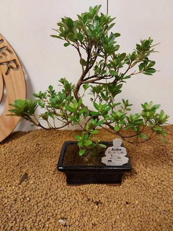 Azalea bonsai (Rhododendron) - Hoogte (boom): 29 cm - Diepte