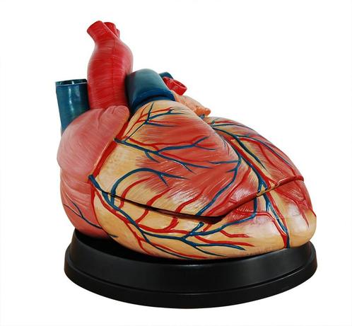 Anatomisch model hart, vier keer levensgrote ST-ATM 75, Divers, Matériel Infirmier, Envoi