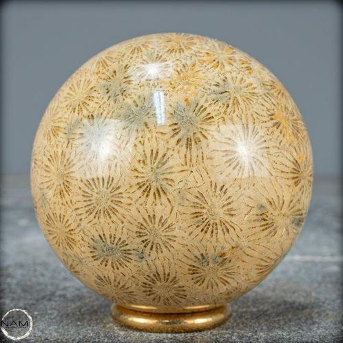 Extreem zeldzaam natuurlijk fossiel koraal Bol, Australië-, Antiek en Kunst, Curiosa en Brocante