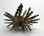 Zeldzamere spinnenzeeëgel  verzamelkwaliteit  Taxidermie