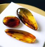 Zeer zeldzaam 3 stuks natuurlijk fossiel Baltisch amber met, Collections, Minéraux & Fossiles