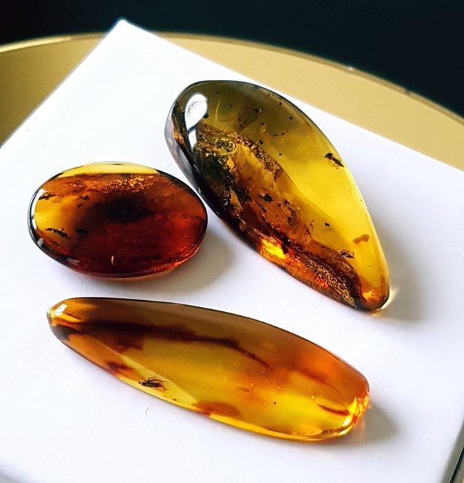 Zeer zeldzaam 3 stuks natuurlijk fossiel Baltisch amber met, Collections, Minéraux & Fossiles