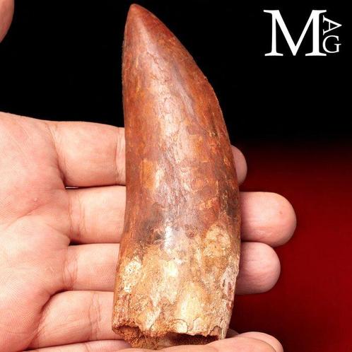 Dent fossile impressionnant - Plus grands prédateurs, Verzamelen, Mineralen en Fossielen