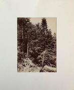 Henri-Ange Eugène Mailand (1807-1872) - Étude de sapins,, Antiek en Kunst