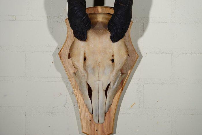 African Antelope Schedel - Common Eland - Taurotragus oryx -, Verzamelen, Dierenverzamelingen