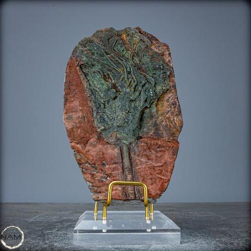 Opmerkelijk fossiel van een fossiele zeelelie Crinoïde,, Verzamelen, Mineralen en Fossielen