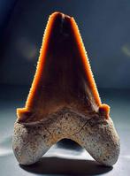 Haai - Fossiele tand - Otodus sokolowi  (Zonder