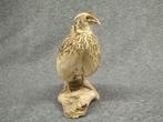 Caille japonaise Support de corps entier pour taxidermie -, Nieuw