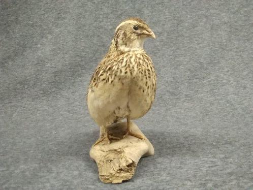 Caille japonaise Support de corps entier pour taxidermie -, Verzamelen, Dierenverzamelingen