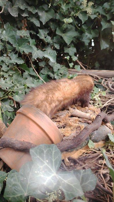 Europese bunzing Taxidermie volledige montage - Mustela, Verzamelen, Dierenverzamelingen