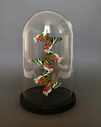 Vlinder Taxidermie volledige montage - Urania ripheus - 28, Verzamelen, Nieuw