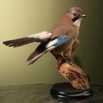 Gaai Taxidermie Opgezette Dieren By Max, Ophalen of Verzenden, Nieuw, Vogel, Opgezet dier