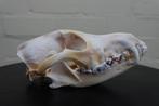 North American Coyote Taxidermie volledige montage - Canis, Nieuw