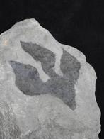 Voetafdrukken van dinosaurussen - Fossiele matrix