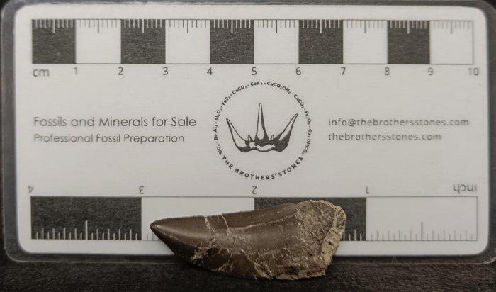 Dinosaurus - Fossiele tand - Allosaurus Fragilis, Verzamelen, Mineralen en Fossielen
