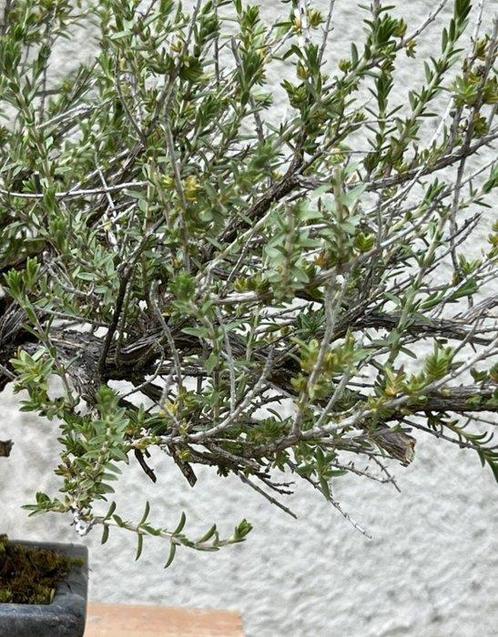Bonsai Tijm - Hoogte (boom): 23 cm - Diepte (boom): 30 cm -, Antiek en Kunst, Curiosa en Brocante