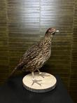 Opgezette Vogel Taxidermie Opgezette Dieren By Max
