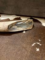 Wolharige mammoet - Gefossiliseerde slagtand - 77 cm - 8 cm, Verzamelen