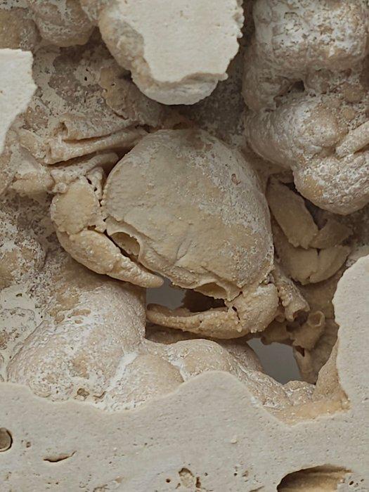 Krab - Fossiel skelet - 105 mm - 115 mm (Zonder, Verzamelen, Mineralen en Fossielen