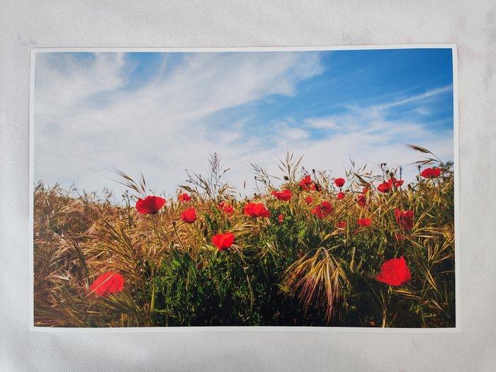 Viet Ha Tran - Poppy field I, Antiquités & Art, Art | Objets design