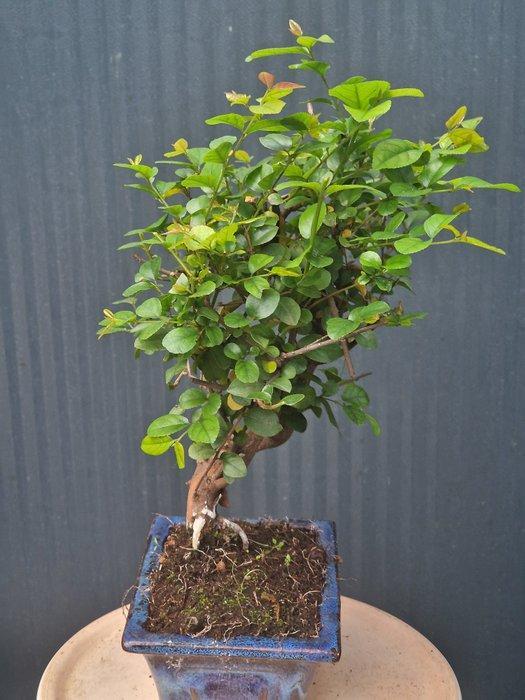 Chinese iep bonsai (Ulmus parviflora) - Hoogte (boom): 30 cm, Antiek en Kunst, Curiosa en Brocante