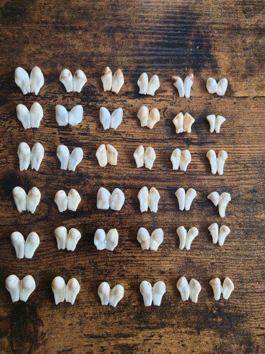 Edelhert Set tanden - Cervus - 2.5 cm - 2 cm - 3 cm-, Verzamelen, Dierenverzamelingen