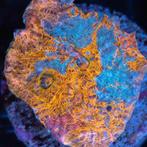 Chalice Orange Blue Convict Frag (Ong. 3 cm), Dieren en Toebehoren, Vissen | Aquariumvissen