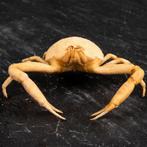 Crabe marin rare Support de corps entier pour taxidermie -