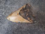 Megalodon - Fossiele tand - very unique patterns! - 10.6 cm