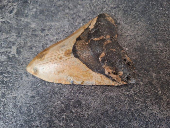 Megalodon - Fossiele tand - very unique patterns! - 10.6 cm, Verzamelen, Mineralen en Fossielen