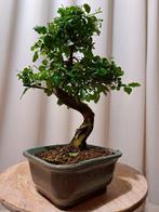 Liguster bonsai (Ligustrum) - Hoogte (boom): 23 cm - Diepte