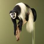 Oostelijke Franjeaap Taxidermie Opgezette Dieren By Max, Ophalen of Verzenden, Nieuw, Wild dier, Opgezet dier