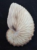 Nautile Coquillage marin - S-113 ARGONAUTA HIANS (Sans prix, Collections