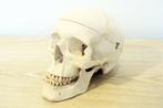Anatomisch model - Plastic - 1980-1990 - Kraan Anatomie