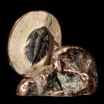 Fossiele trilobiet, koperklompje en koper - Gefossiliseerd, Collections