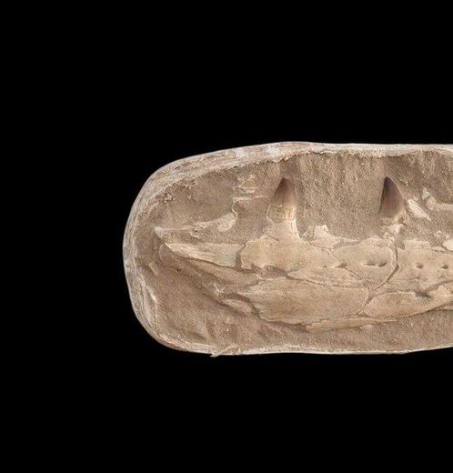 Zeereptiel - Gefossiliseerde kaak - Mosasaurus - 64 cm, Verzamelen, Mineralen en Fossielen