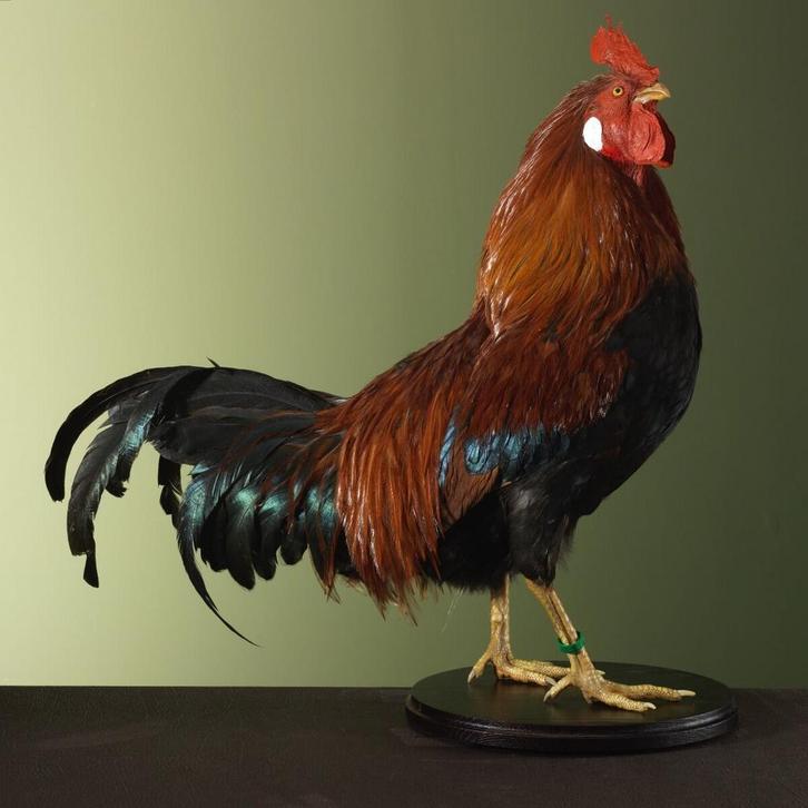 Huishaan Kip Taxidermie Opgezette Dieren By Max, Verzamelen, Dierenverzamelingen, Opgezet dier, Nieuw, Vogel, Ophalen of Verzenden