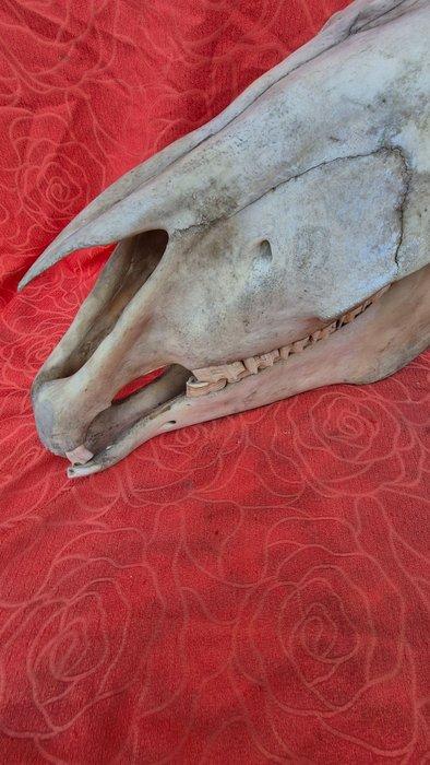 Cheval de Shire - Schedel - Shire equus - cheval le plus, Antiek en Kunst, Curiosa en Brocante