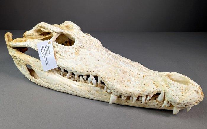 Siamese krokodil Schedel - Crocodylus siamensis (with farm, Verzamelen, Dierenverzamelingen
