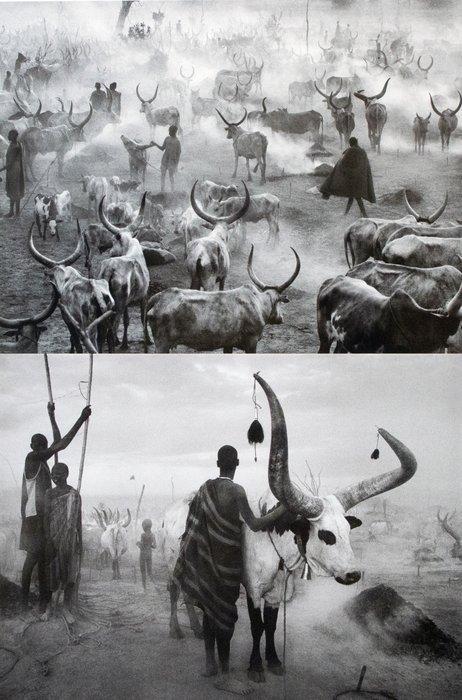 Sebastião Salgado (1944 -) - Dinka Cattle Camp of Kei,, Antiek en Kunst, Kunst | Schilderijen | Modern
