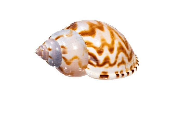 Zonder vaste prijs, gladde motorkap. Taxidermie wandmontage, Verzamelen, Dierenverzamelingen