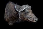 Buffle Support de corps entier pour taxidermie - Bubalus